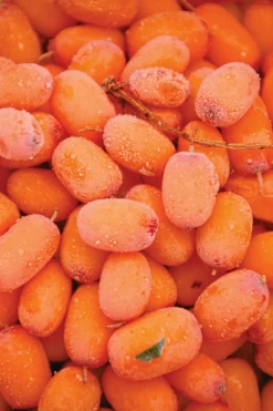 Bain moussant à l’argousier force & vitalité